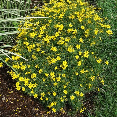 debbiejett17's tweet image. #FlowerDay

Moonbeam Coreopsis