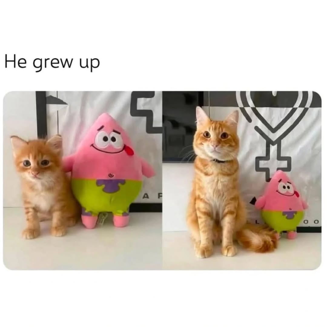 contents that ll heal your depression 🌻 (@catshealdeprsn) on Twitter photo 