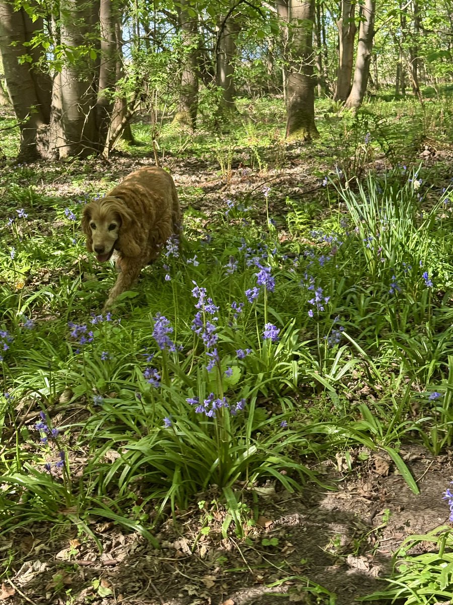 SpanielsSuper's tweet photo. @Manchester2USA Thatโs a local wood in Gosforth near Newcastle
Weโre very lucky with woody walks
But our all time favourite one is at Yellowcraig near North Berwick in Scotland #JustPerfect https://t.co/MJ8Jm1lDNV