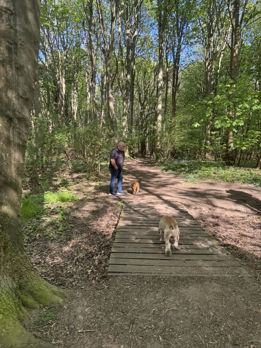 SpanielsSuper's tweet photo. @Manchester2USA Thatโs a local wood in Gosforth near Newcastle
Weโre very lucky with woody walks
But our all time favourite one is at Yellowcraig near North Berwick in Scotland #JustPerfect https://t.co/MJ8Jm1lDNV