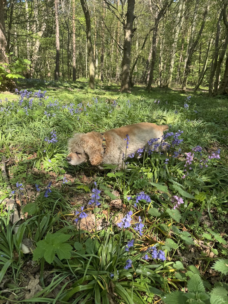 SpanielsSuper's tweet photo. @Manchester2USA Thatโs a local wood in Gosforth near Newcastle
Weโre very lucky with woody walks
But our all time favourite one is at Yellowcraig near North Berwick in Scotland #JustPerfect https://t.co/MJ8Jm1lDNV