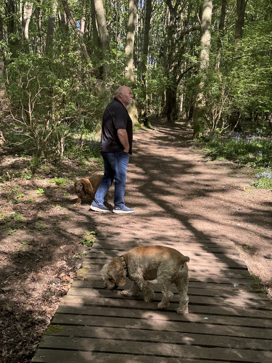 SpanielsSuper's tweet photo. @Manchester2USA Thatโs a local wood in Gosforth near Newcastle
Weโre very lucky with woody walks
But our all time favourite one is at Yellowcraig near North Berwick in Scotland #JustPerfect https://t.co/MJ8Jm1lDNV