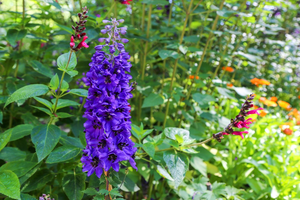 What lovely... dolphin flowers? 🐬 Delightful Delphinium is blooming beautifully this spring at Descanso.

Commonly known as larkspur, its genus name derives from the Ancient Greek word for dolphin due to the shape of its flower buds.