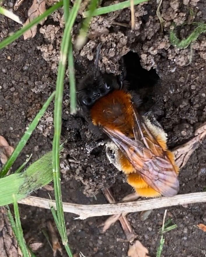 Field Studies Council tweet media