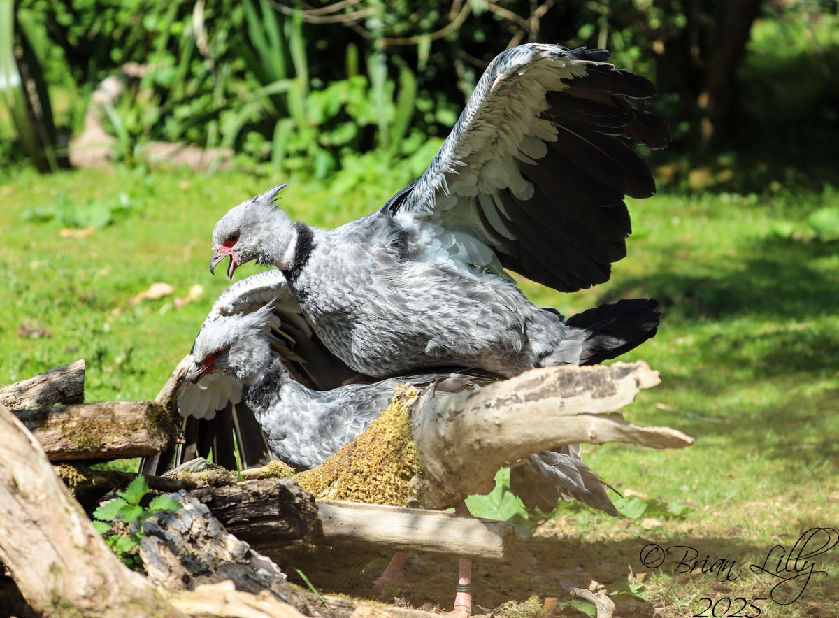 brglilly's tweet image. Southern screamers mating @CotsWildTweets #southernscreamer #birds