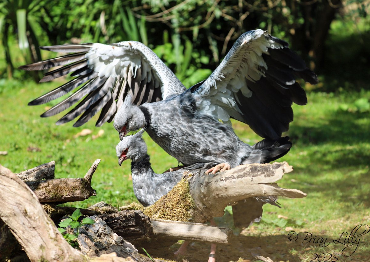 brglilly's tweet image. Southern screamers mating @CotsWildTweets #southernscreamer #birds