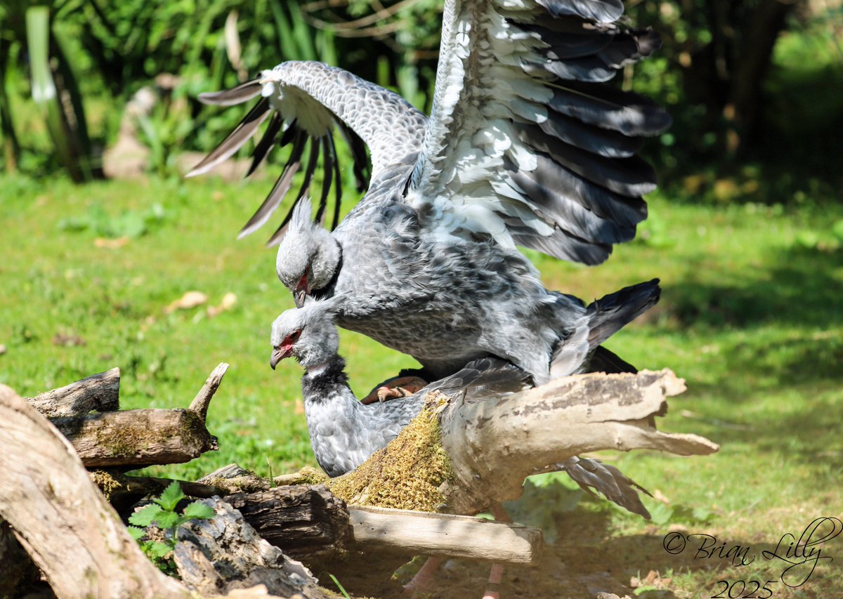 brglilly's tweet image. Southern screamers mating @CotsWildTweets #southernscreamer #birds