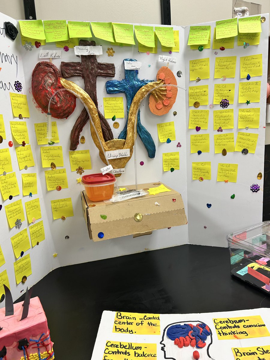 ECHS Bio 3D Body Systems Presentations. Some of these kids went all out! ❤️Kudos to Dr. Snow