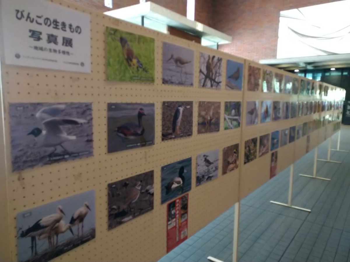 地域の生物多様性シンポジウム実行委員会 tweet media