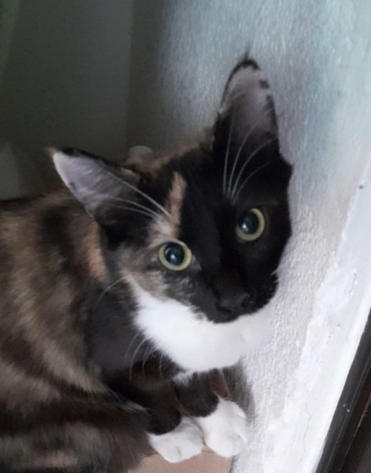 Buen día <a href="/alde_barano/">Aldebarán (Ol' Bran)</a> <a href="/NatZamora/">Natalia</a> y <a href="/calcomaniaazul/">ref!</a> 
Ya ando en la sintonía en compañía de mi nueva gata.
Mándenle 1 saludo por favor.
Se llama ciruela