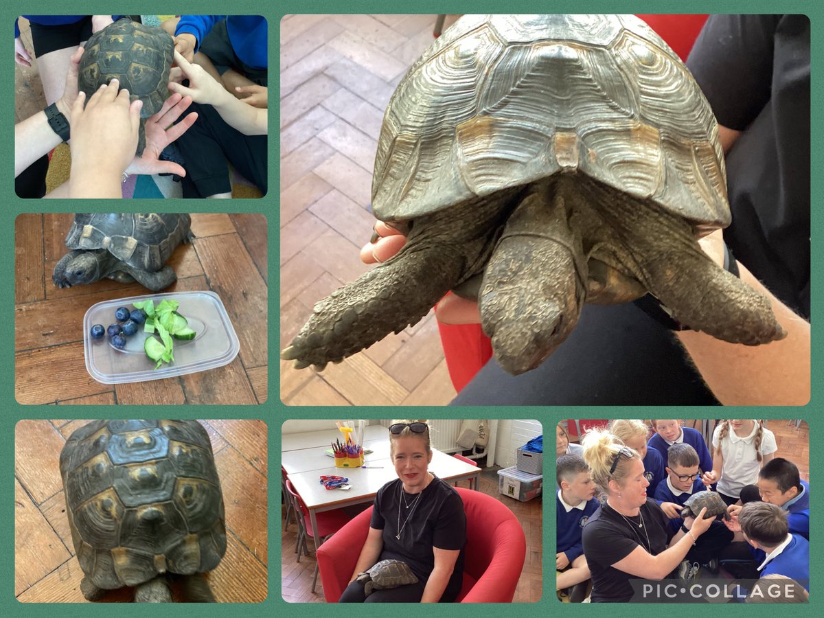 Exciting day for Dosbarth Efydd! A special visitor to help with our work on classifying animals. 🐢We loved learning about reptiles first hand! Fun fact-did you know that tortoises can live to over 100!🐢<a href="/PlasnewyddPS/">Plasnewydd Primary School</a> @CSCJES