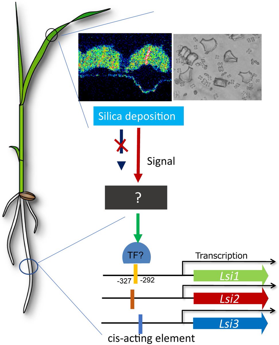 Quantitative Plant Biology (@qpb_journal) on Twitter photo Published in <a href="/qpb_journal/">Quantitative Plant Biology</a>: Silicon transport and its “homeostasis” in rice - cup.org/3YtCjUZ
By Sheng Huang & Jian Feng Ma
#deposition #homeostasis #modelling Published in <a href="/qpb_journal/">Quantitative Plant Biology</a>: Silicon transport and its “homeostasis” in rice - cup.org/3YtCjUZ
By Sheng Huang & Jian Feng Ma
#deposition #homeostasis #modelling