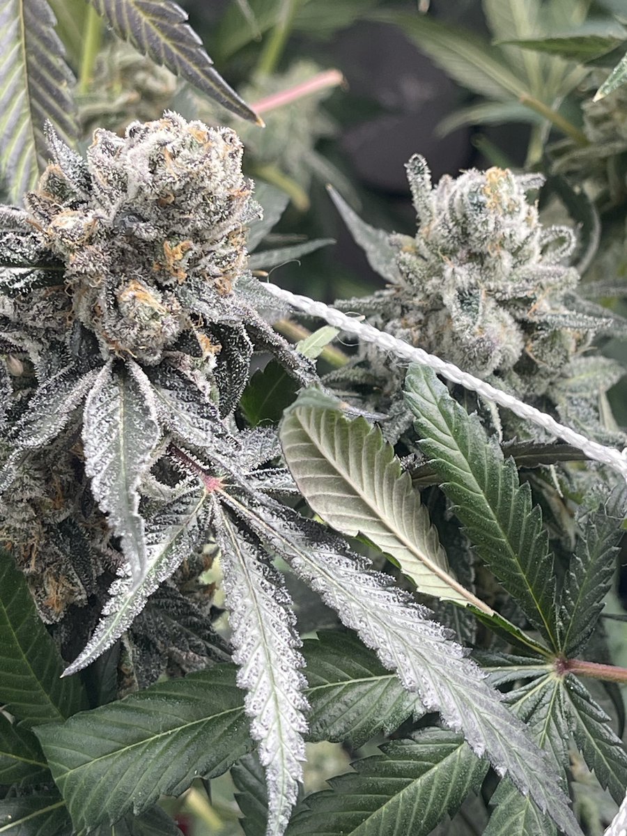 So I think I perfected a new grow method. 

If you’re limited on space but still wanna have a perpetual harvest that can take care of your whole family, this is the way. 

Gonna break it down in the discord. Teach some tips and tricks. Retweet if you’re interested in learning!