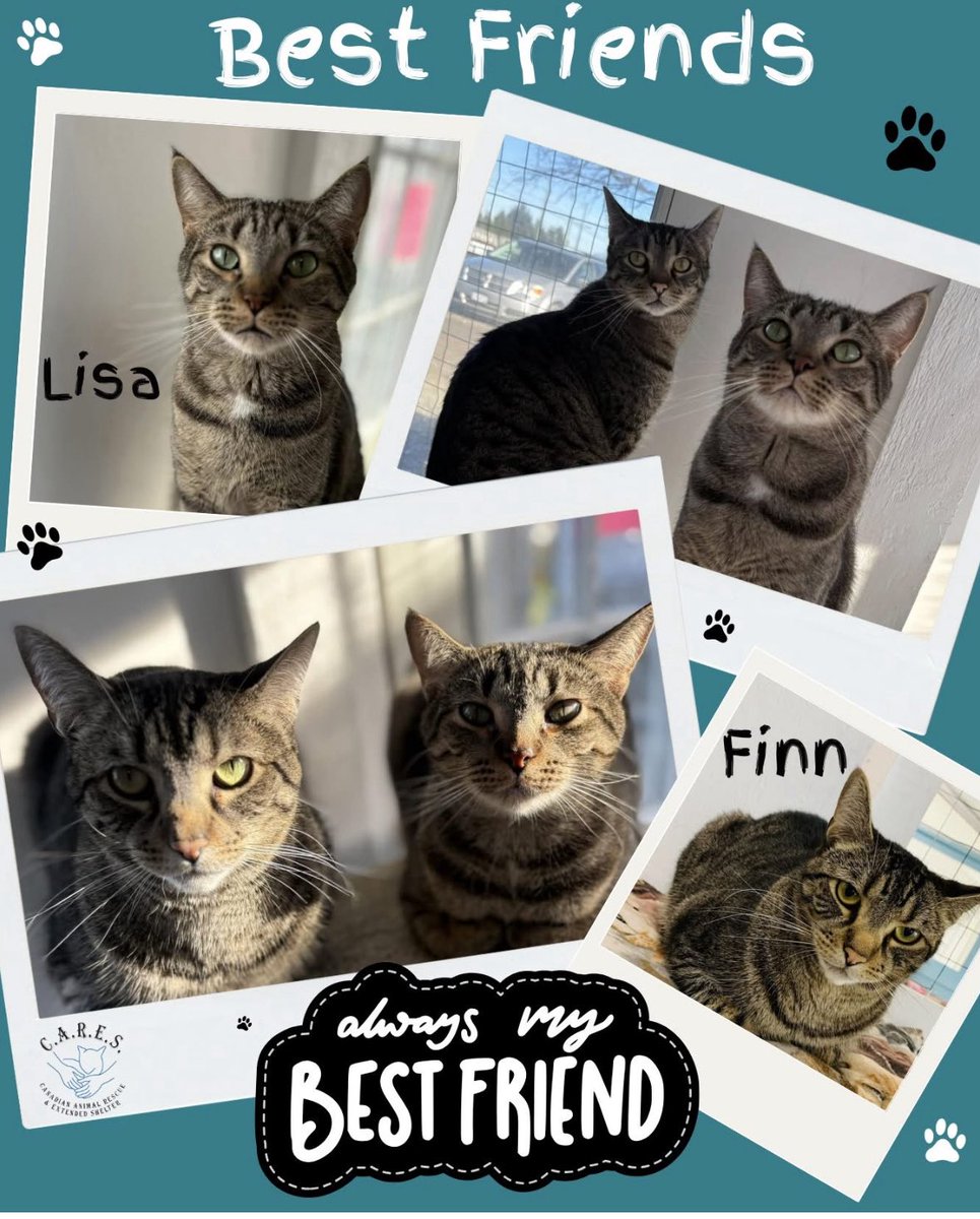 Meet Lisa &amp; Finn who are a deeply bonded pair who bring out the best in each other. Both are shy &amp; quiet, but they will warm up to you once they feel safe. 

They are seeking a quiet home with patient owners where they can stay together forever.🐾

📧 info@carescatshelter.com.💕