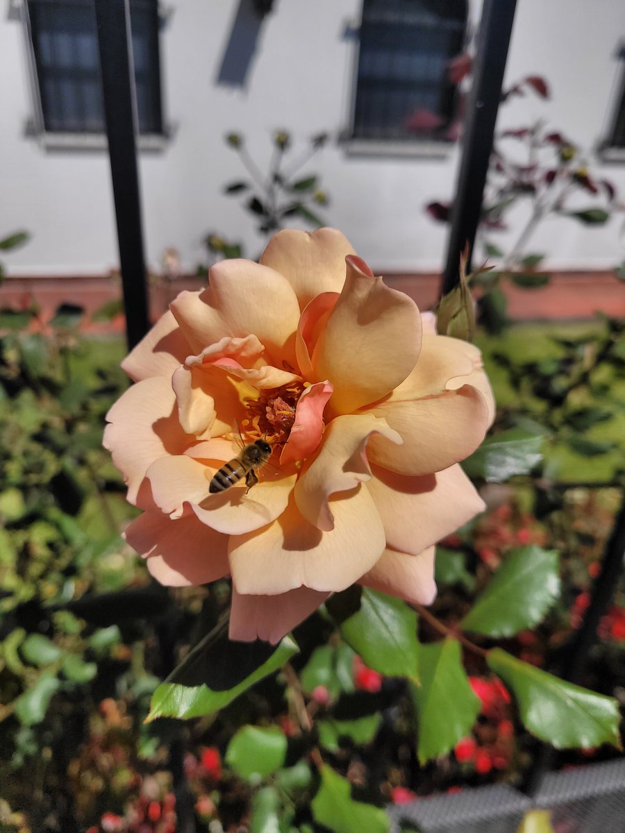 Feliz día mundial de la #abeja #BEE杂 #daybee #cordillera <a href="/carlosvives/">Carlos Vives</a>