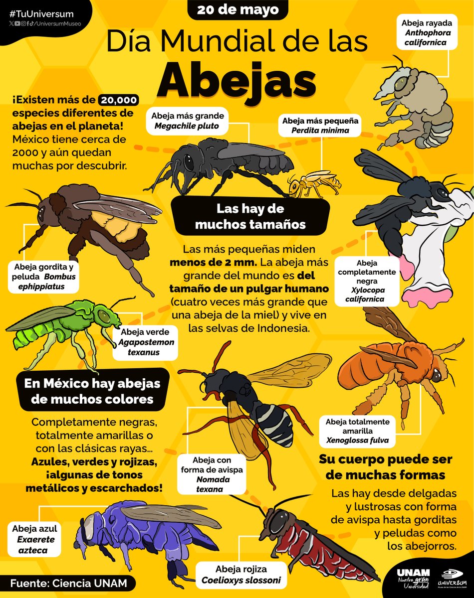 UniversumMuseo's tweet photo. Hoy celebramos a las #abejas 🐝🐝🐝💛
Te contamos estos interesantes datos sobre ellas. 👇
¿Los conocías? 👀

#TuUniversum https://t.co/mDLJIAIiB5
