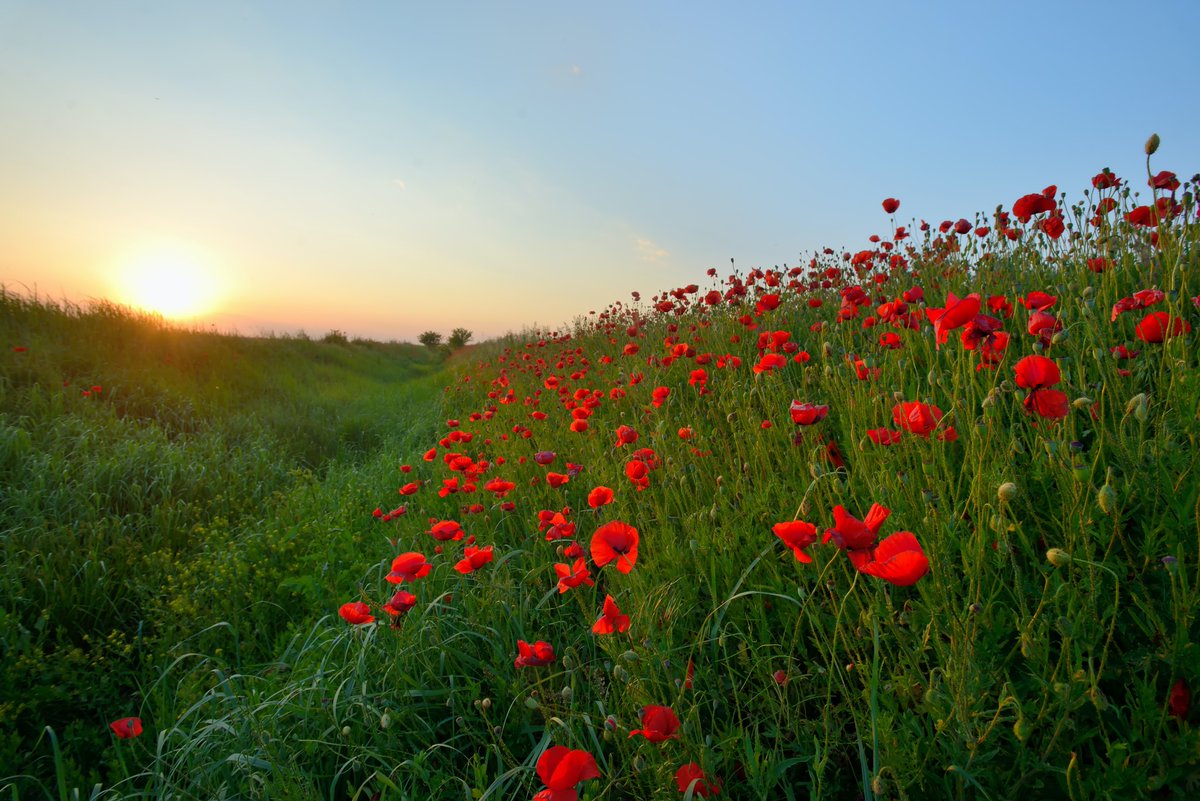 All locations of Spoon River College will be closed Monday, May 26, in observance of Memorial Day. Enjoy the weekend, be safe, and take a moment to remember those who died while serving in the United States Armed Forces.