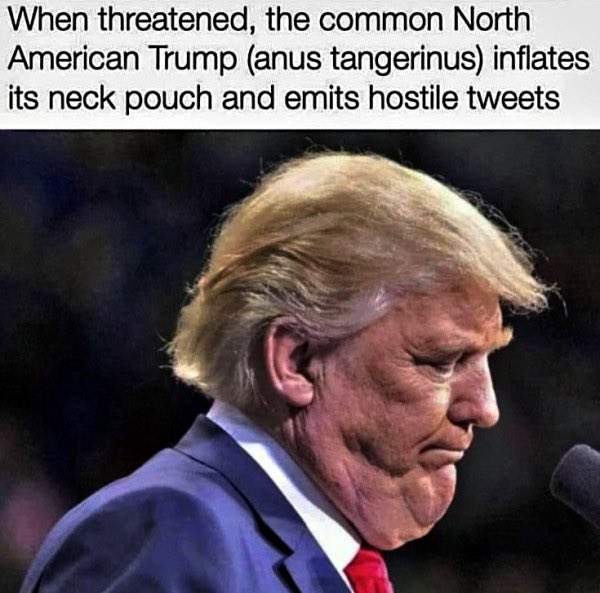 LePapillonBlu2's tweet photo. WARNING ‼️🤣 https://t.co/631Fm18y7t