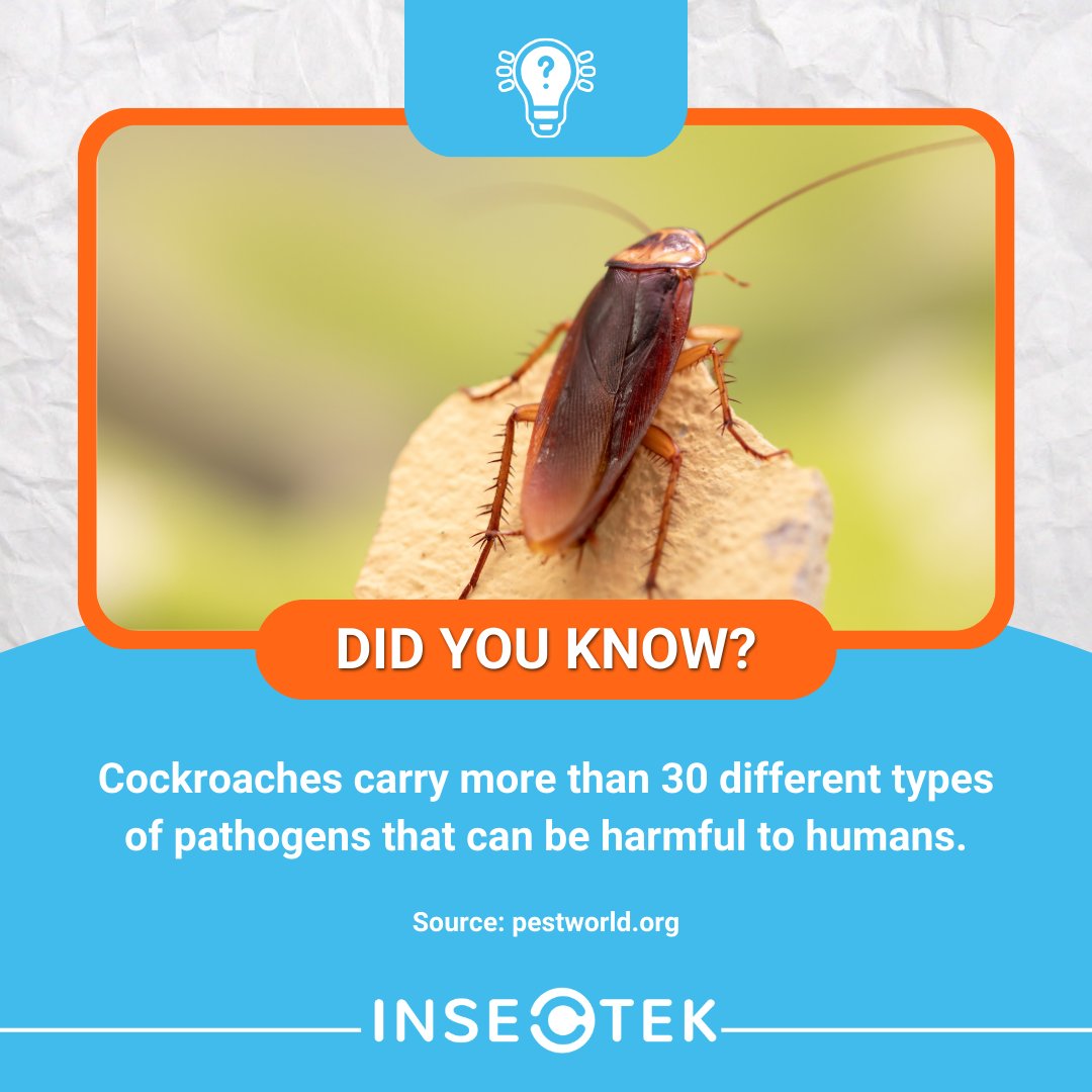 INSECTEKPEST's tweet photo. Cockroaches aren’t just unsanitary—they’re a serious health concern.

They’re known to spread over 30 different types of pathogens, including bacteria linked to food poisoning, asthma, and respiratory infections. 

#Insectek #pestcontrol #pestcontrolservice #cockroachcontrol https://t.co/2CfqtQmBam