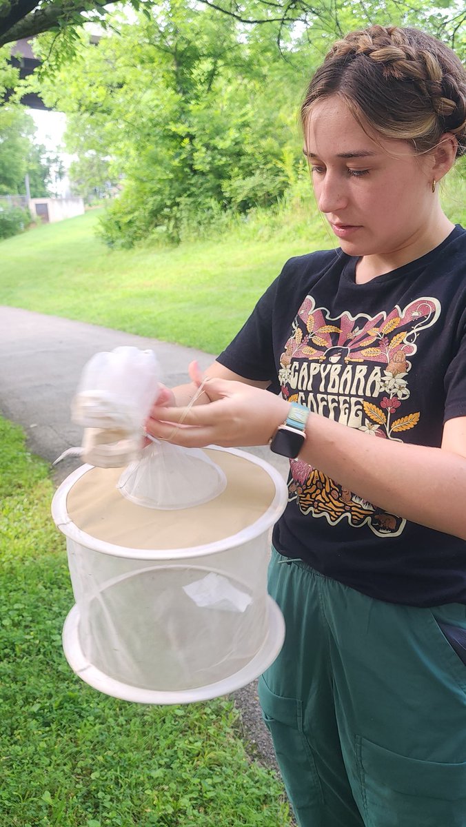 Becky Trout Fryxell (@drvectorbio) on Twitter photo It's May term at UTK & I'm teaching Public Health Entomology
We set out mosquito traps along the Greenway yesterday & picked them up today- yep those are skeeters.
<a href="/UT_Herbert/">Herbert College of Agriculture</a> <a href="/epp_tn/">UT Entomology & Plant Pathology</a> <a href="/utcvm/">UT Col of Vet Med</a> <a href="/VectorEDNetwork/">VectorED Network</a>
#SunsOutVectorsOut It's May term at UTK & I'm teaching Public Health Entomology
We set out mosquito traps along the Greenway yesterday & picked them up today- yep those are skeeters.
<a href="/UT_Herbert/">Herbert College of Agriculture</a> <a href="/epp_tn/">UT Entomology & Plant Pathology</a> <a href="/utcvm/">UT Col of Vet Med</a> <a href="/VectorEDNetwork/">VectorED Network</a>
#SunsOutVectorsOut