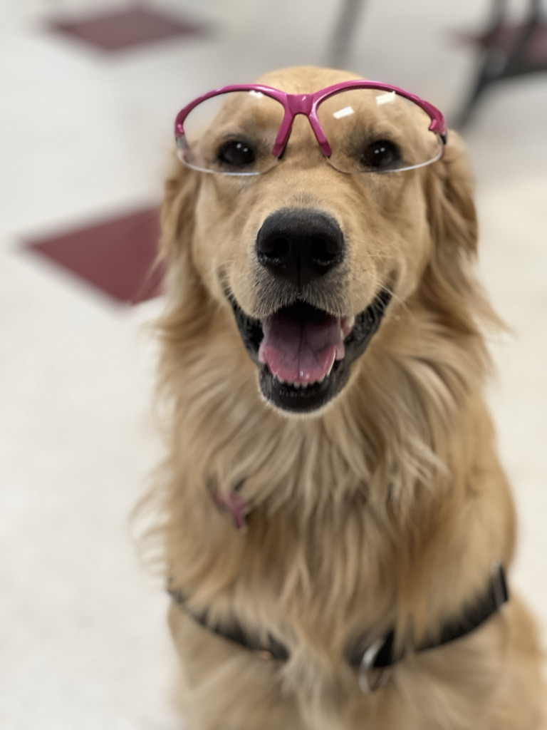 Let's talk about the goodest girl.

I know anyone with a female dog ALSO has the goodest girl, but I want to talk about our goodest girl.

It starts with very scary medical procedure and ends with our family loving our golden somehow even more.