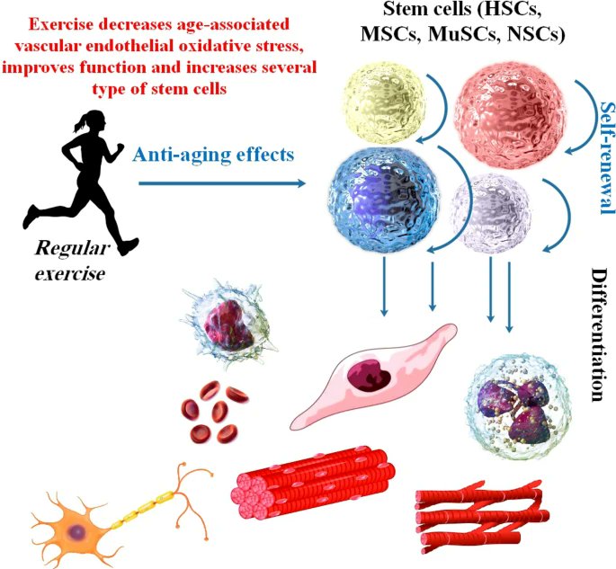 💪🔬🧬The role of different physical exercises as an anti-aging factor in different stem cells

link.springer.com/article/10.100…