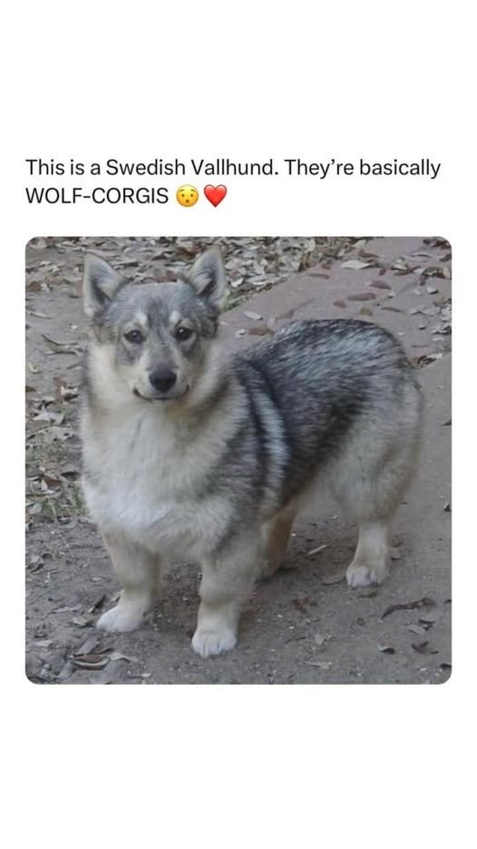 woofknight's tweet image. 