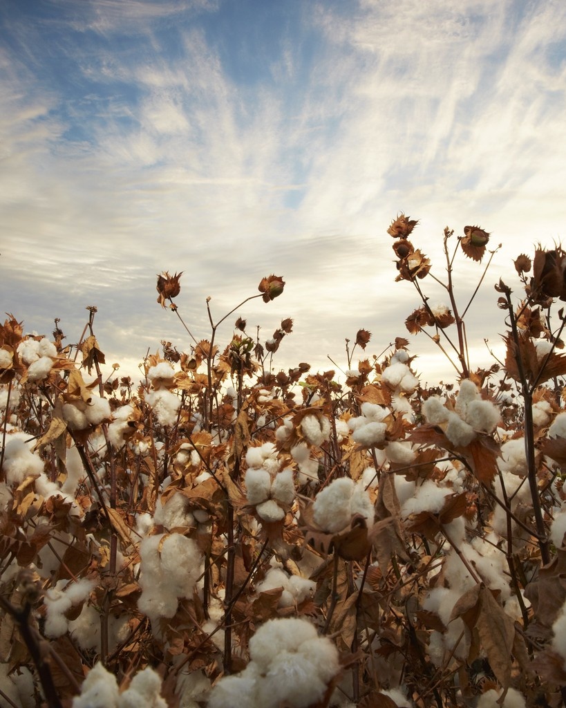 Grown in the U.S., trusted worldwide.
Supima cotton blends mindful farming with premium quality for better staples.