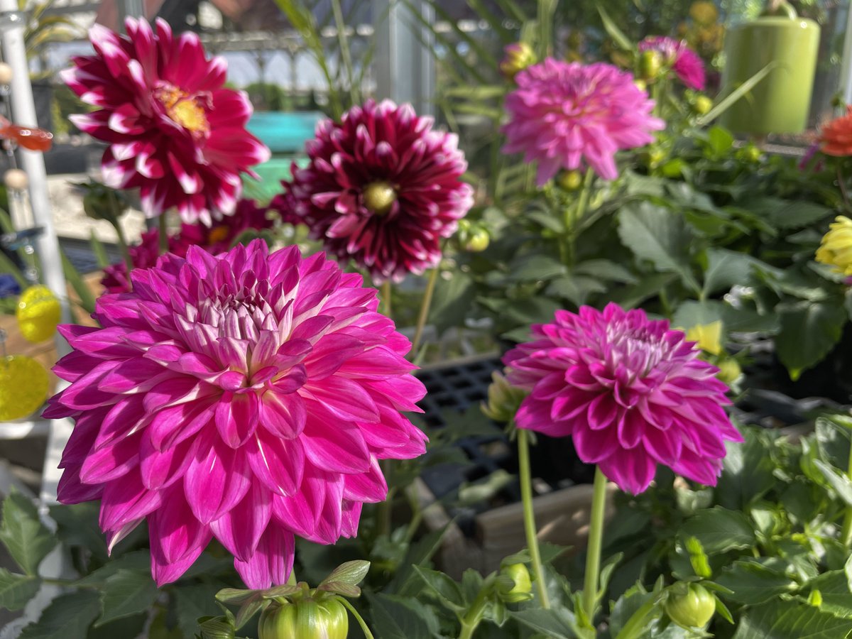 EbertsGreenhous's tweet image. Pink dahlias looking fabulous? Here’s how to keep them that way:
🌞 Full sun (6+ hours)
💧 Regular watering—keep soil moist but not soggy
✂️ Deadhead spent blooms for nonstop flowers
🌿 Support tall varieties with stakes
#DahliaCare #FlowerTips #GardenSuccess