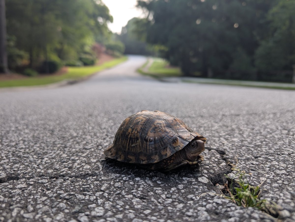 justinowings's tweet photo. This turtle stalled out at a very dangerous spot this morning. Got him to safety. https://t.co/cvl3PyfVI9
