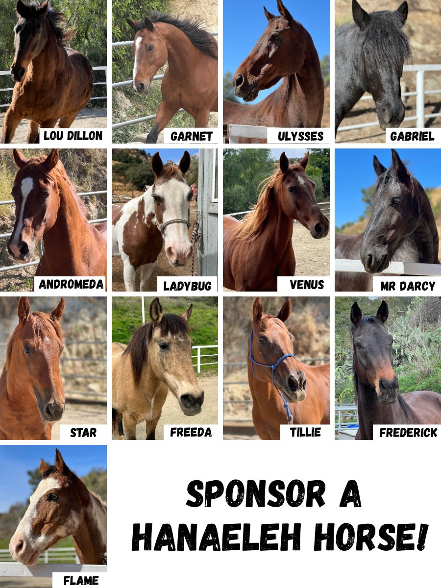 YOU can make a difference in one horse’s life: Sponsor a Hanaeleh horse today...for as little as $10/month. Learn more here: hanaeleh.org/sponsor-a-hors…