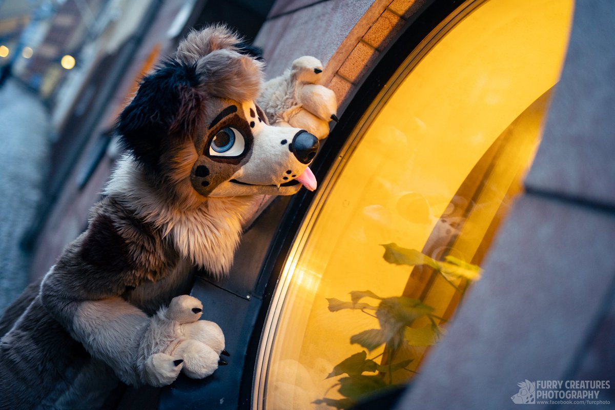 Blix 🎾 (@blixfluff) on Twitter photo Round window... so this has to be a tennis ball shop, right?
🧵 <a href="/AlphaDogsStudio/">Alpha Dogs</a>
📷 <a href="/FurCPhoto/">Furry C. Photo</a> Round window... so this has to be a tennis ball shop, right?
🧵 <a href="/AlphaDogsStudio/">Alpha Dogs</a>
📷 <a href="/FurCPhoto/">Furry C. Photo</a>
