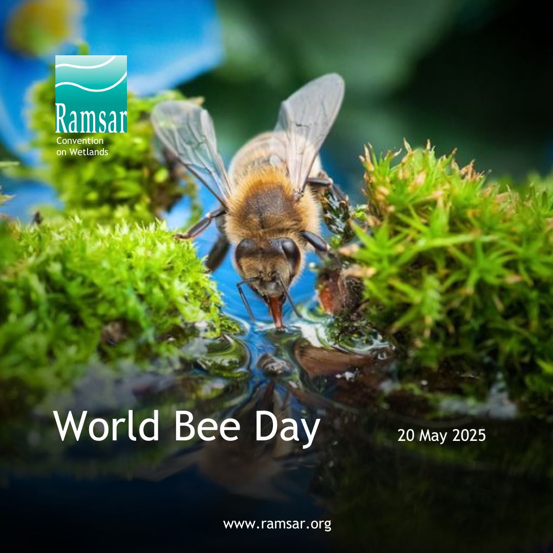 Bees are vital to the biodiversity we all depend on for survival. They not only play a crucial role in pollinating plants but also support livelihoods through beekeeping.

Bees and other pollinators are also key indicators of environmental health!

#WorldBeeDay #WetlandsMatter