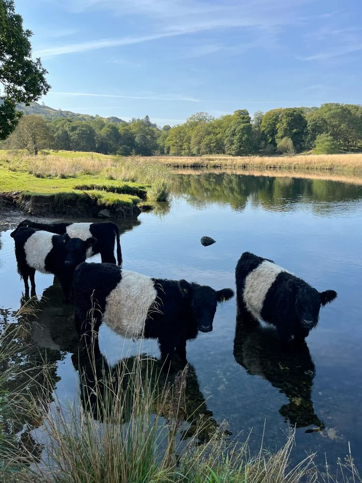 With their unique white belt and calm nature, Belted Galloways are as sweet as they look! 🖤🤍🖤 
-
-
coolcowshop.com
-
#coolcowshop #BeltedGalloway #HeritageCattle #FarmLife #TwitterX #TheX