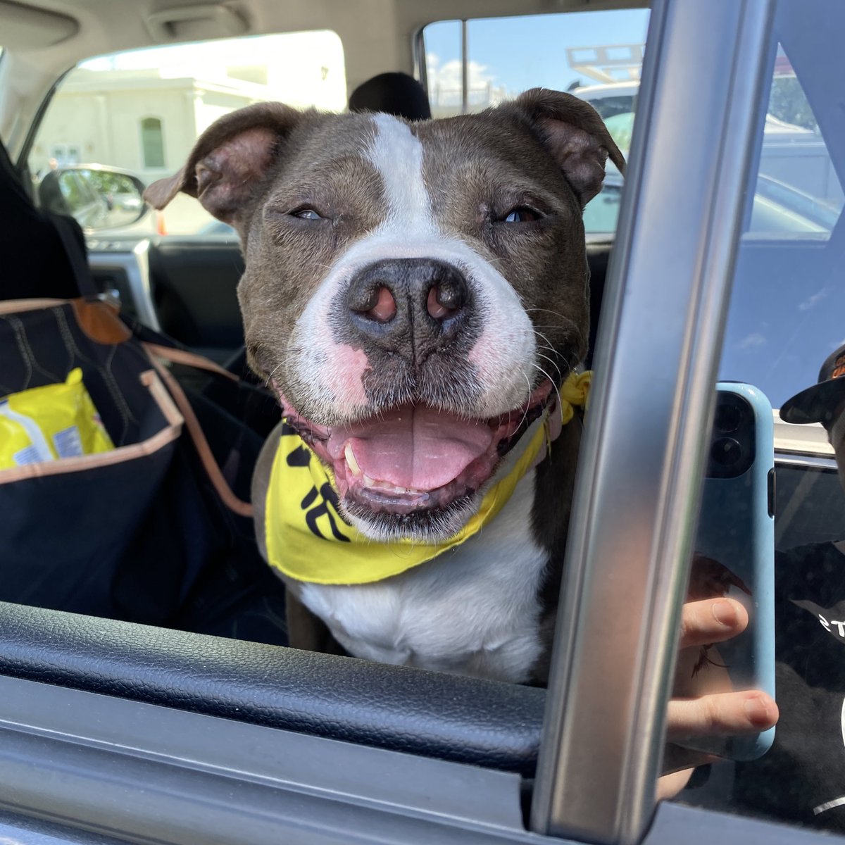 Spade is a seven year old pittie who never stops smiling! She is great in the car and loves being around people! Miss Spade is looking for a loving home where she can spend her golden years. 

📍 Blackwood, NJ