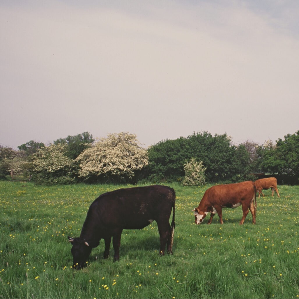 More than growers. 🌽 

Through nature-friendly farming practices, farmers are contributing to a healthier natural environment, while building sustainable farm businesses.  

Read more about the benefits of nature-friendly farming here: 

naturalengland.blog.gov.uk/2025/05/20/gro…

#NFFWeek2025
