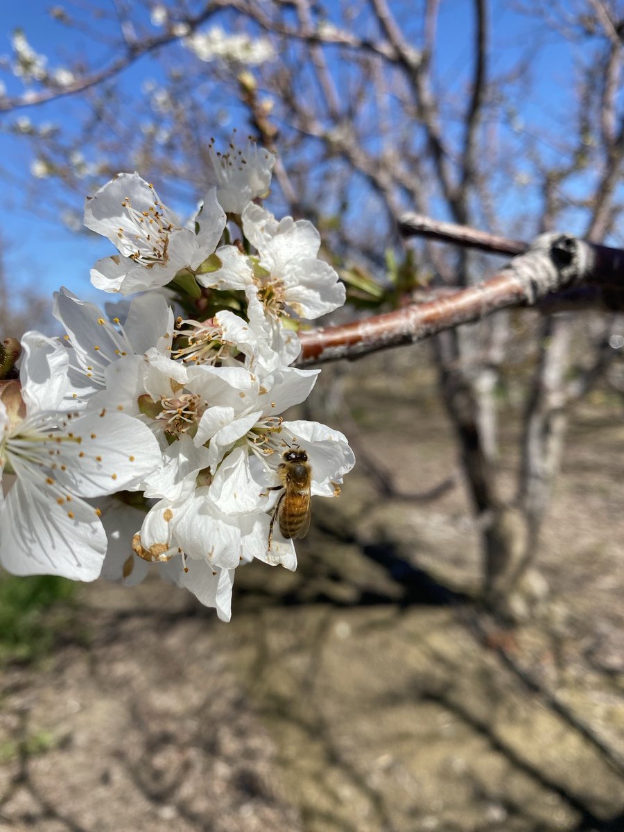 DelBosqueFarms's tweet image. On #WorldBeeDay, we feature our hardworking #honeybees that #pollinate our #crops that produce #healthy #food for you. These crops would not be possible without bees. #almonds #cherries #melons #fruit #nuts #veggies #farming #agriculture