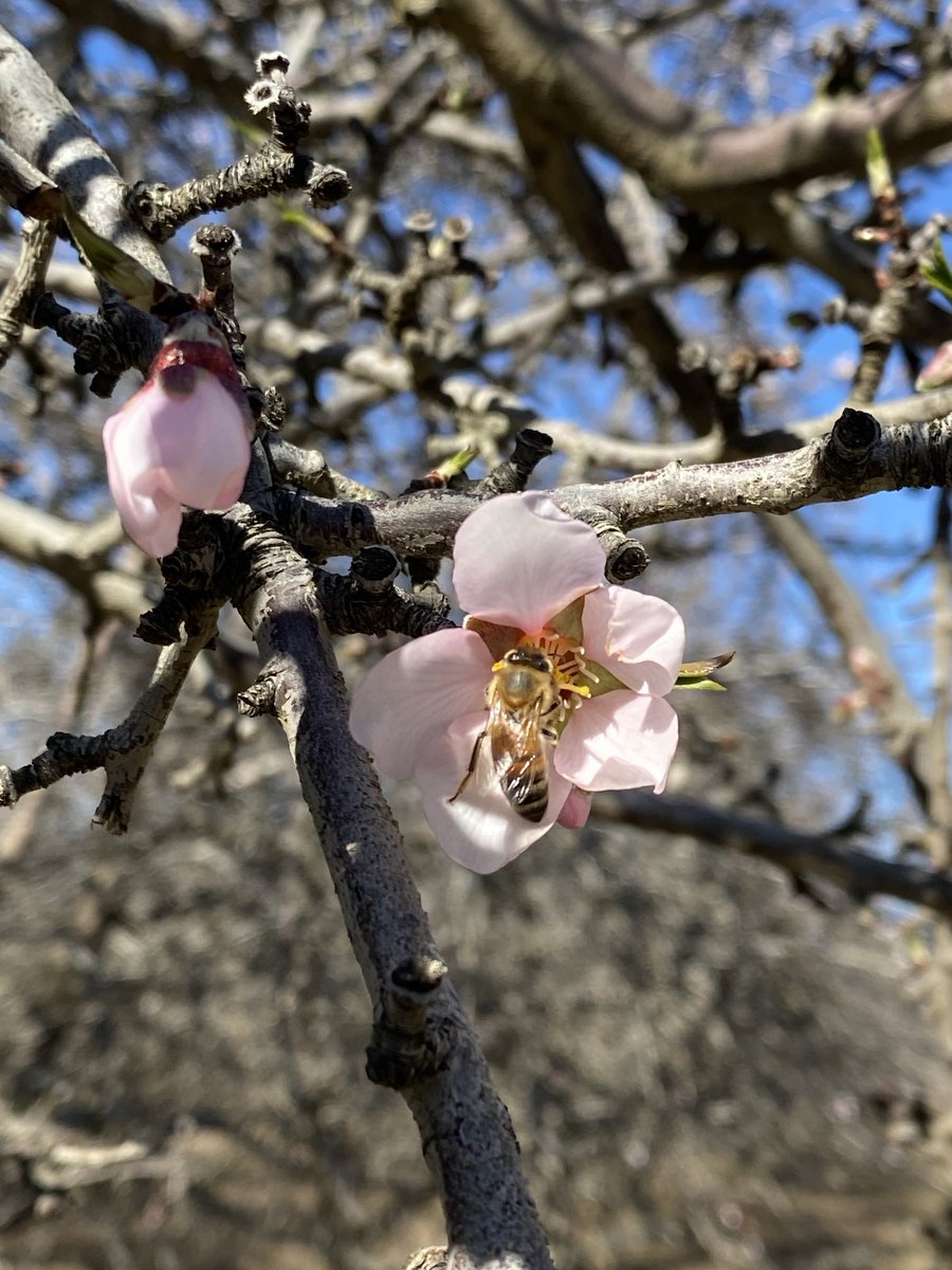 DelBosqueFarms's tweet image. On #WorldBeeDay, we feature our hardworking #honeybees that #pollinate our #crops that produce #healthy #food for you. These crops would not be possible without bees. #almonds #cherries #melons #fruit #nuts #veggies #farming #agriculture