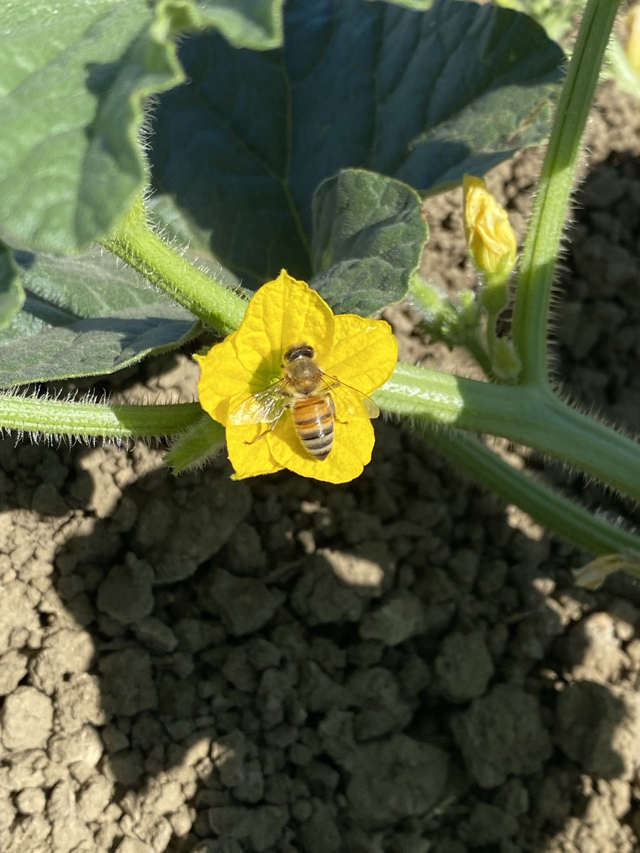 DelBosqueFarms's tweet image. On #WorldBeeDay, we feature our hardworking #honeybees that #pollinate our #crops that produce #healthy #food for you. These crops would not be possible without bees. #almonds #cherries #melons #fruit #nuts #veggies #farming #agriculture