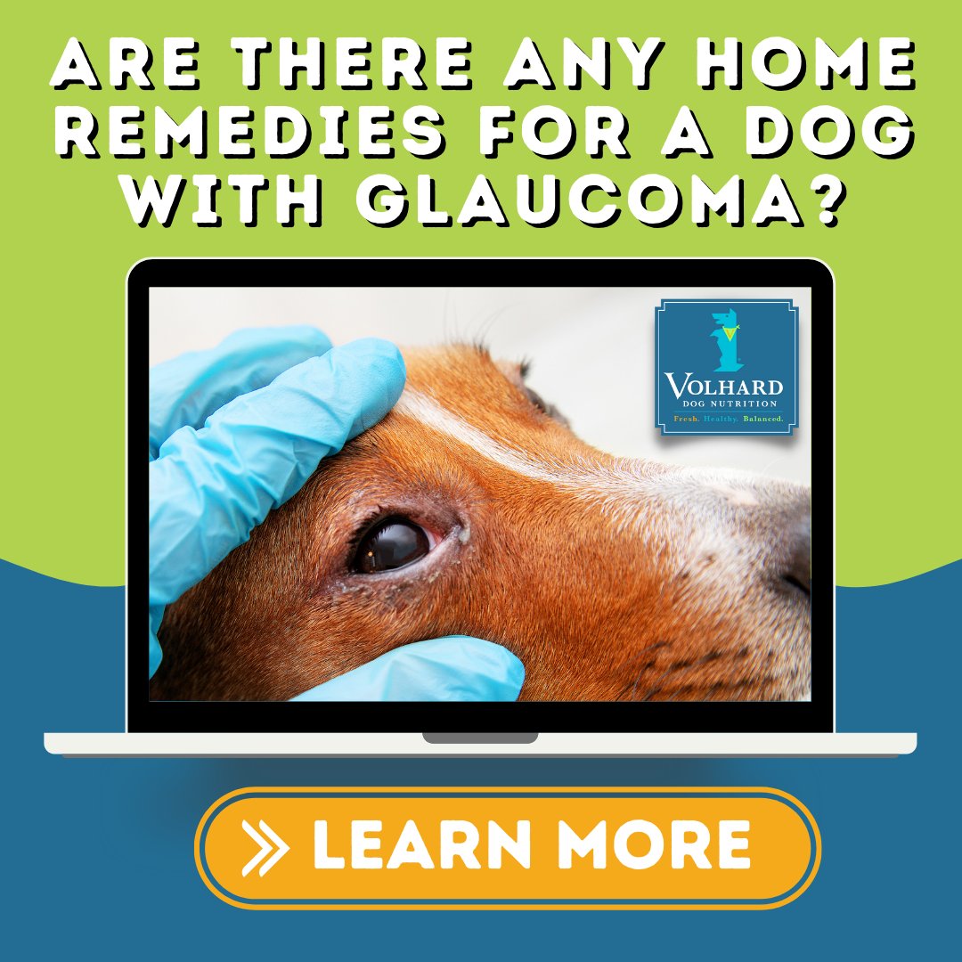 VolhardDogFood's tweet photo. Are There Any Home Remedies for a Dog with Glaucoma? 

Today's article will focus on dog glaucoma, from symptoms and predisposed breeds to glaucoma treatment and foods rich with all the vitamins and antioxidants required for 20/20 eyesight!

https://t.co/aIPGieEv0a https://t.co/qFCCrwIomC
