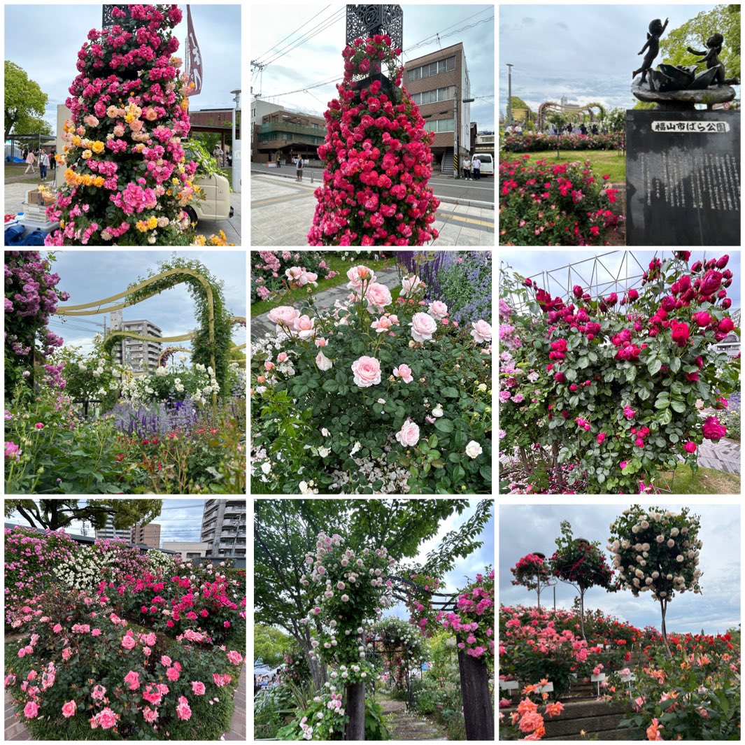 mashako2980's tweet photo. 先週末急遽福山へ
街中がバラ🌹で綺麗でいい香り
幸せな時間でした
私御用達の松尾園芸さんがバラ公園を16000本でリニューアル
とっても綺麗で素敵でした
そして日本初開催のROSE EXPO2025
こちらも素敵なガーデンやアレンジ
行って良かった😊
🌹好きにはたまりません
#福山バラ祭り2025
#ROSEEXPO https://t.co/6gCEthJCXI