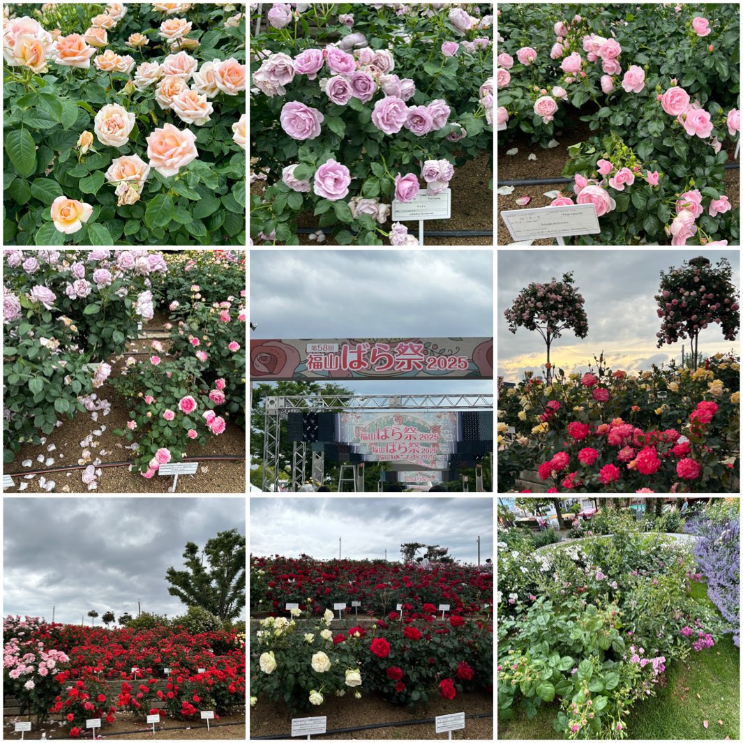 mashako2980's tweet photo. 先週末急遽福山へ
街中がバラ🌹で綺麗でいい香り
幸せな時間でした
私御用達の松尾園芸さんがバラ公園を16000本でリニューアル
とっても綺麗で素敵でした
そして日本初開催のROSE EXPO2025
こちらも素敵なガーデンやアレンジ
行って良かった😊
🌹好きにはたまりません
#福山バラ祭り2025
#ROSEEXPO https://t.co/6gCEthJCXI