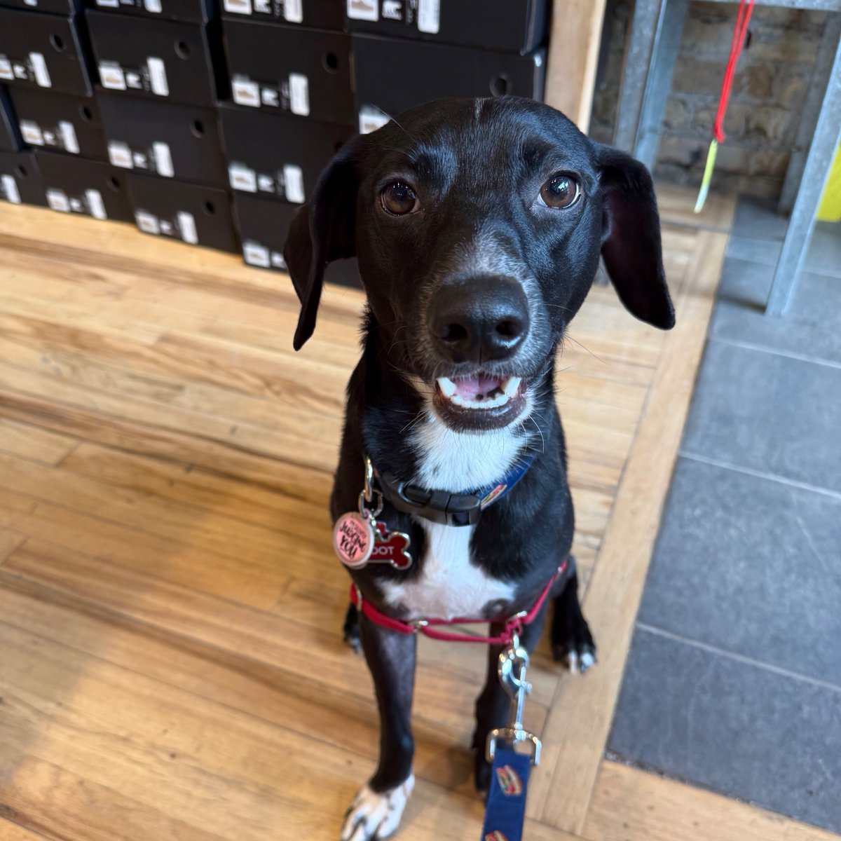 PRN_therapy's tweet photo. Happy National Rescue Dog Day! Physical therapy is for everybody—and every body! (Even our four-legged friends sometimes!) https://t.co/29vMYpgUDJ