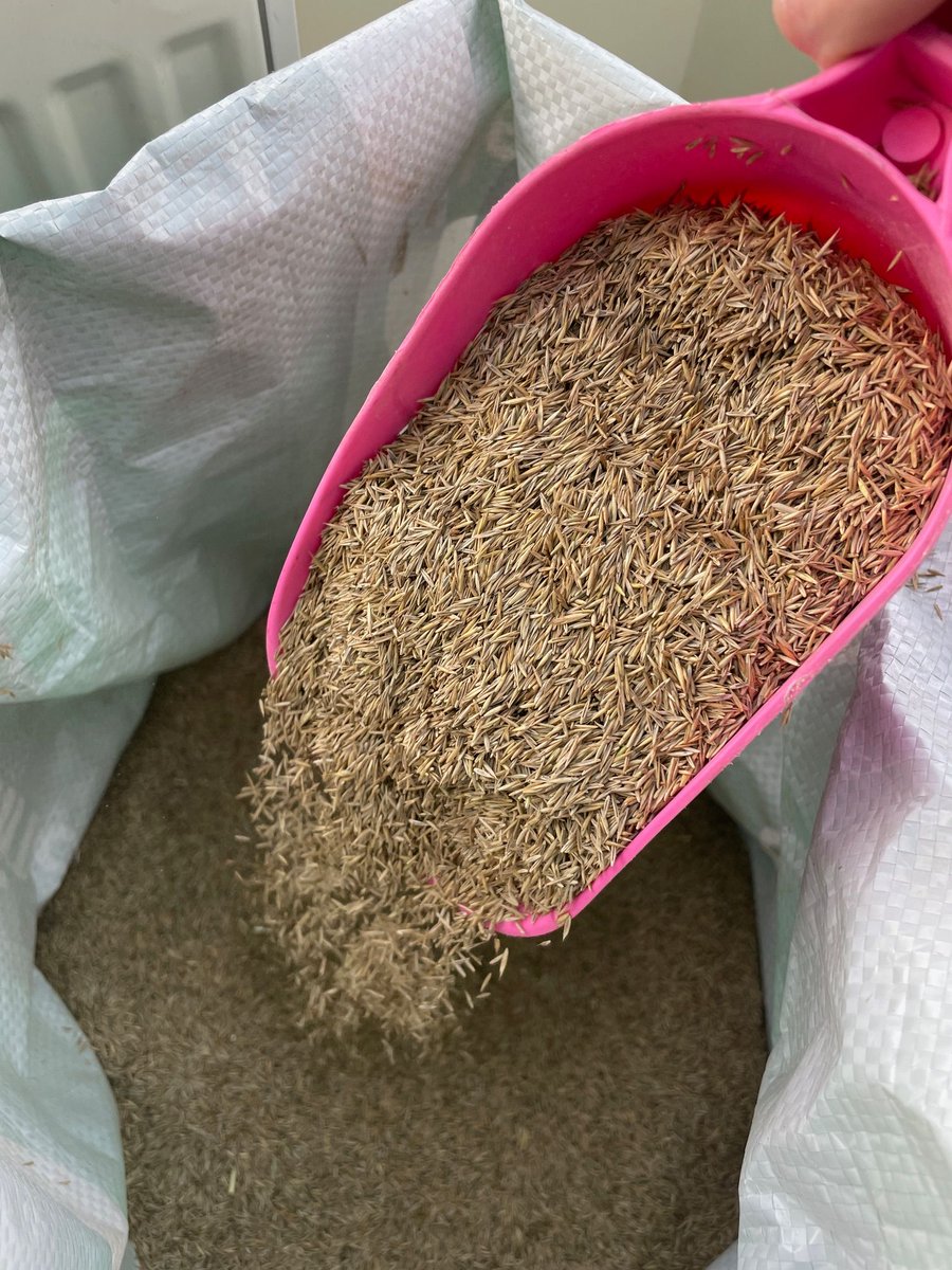 sykeslawnturf's tweet image. In May, providing the turf is growing you can scarify your lawn with care to remove a build up of "thatch layer" between the soil and grass shoots. You can then overseed your lawn - we sell seed to match your turf from our depot in Upminster. 

#Scarifying #Overseeding