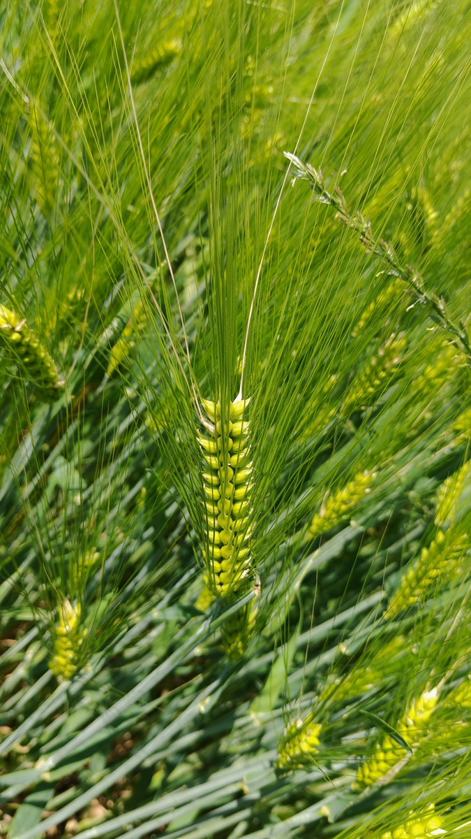 Big barley 😍