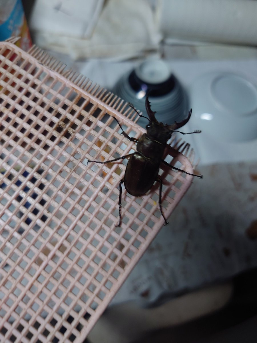 視界の端に黒いものが見えてゴキブリかと思ったらクワガタでごさった