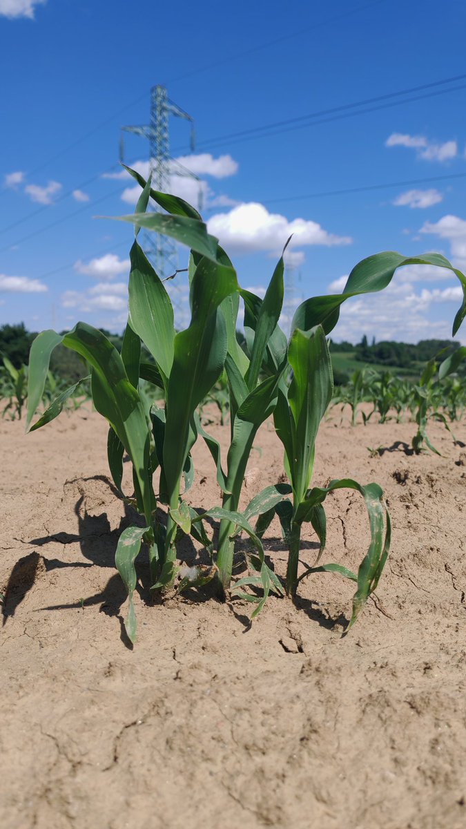 Group hug. 🌽