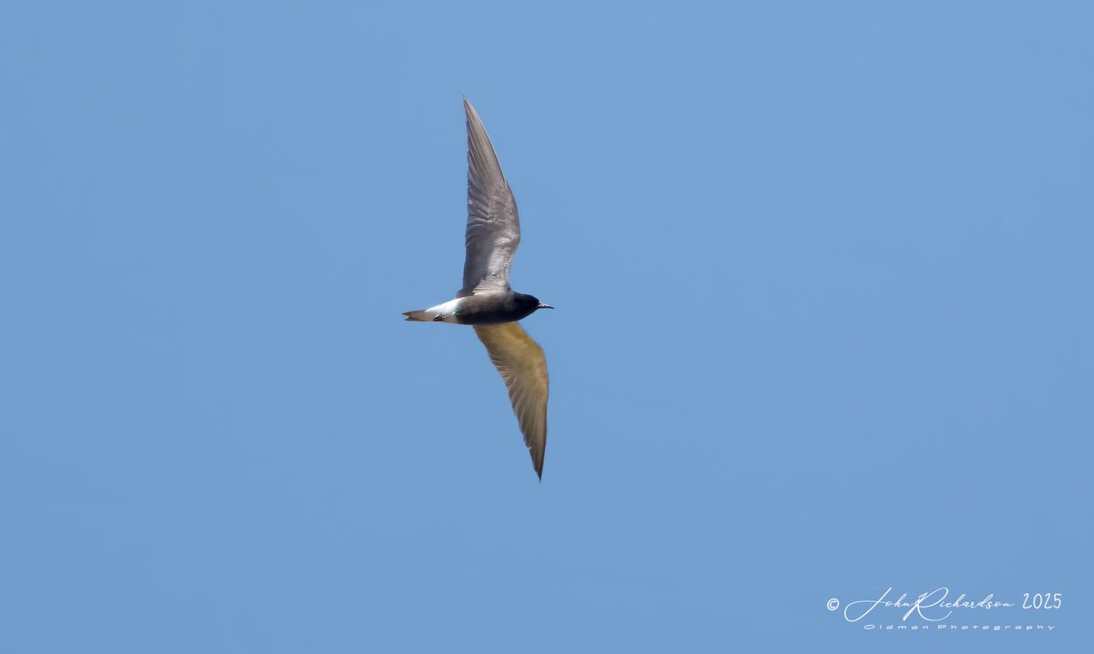 oldman65Suffolk's tweet image. Black Tern
Minsmere
20/05/2025