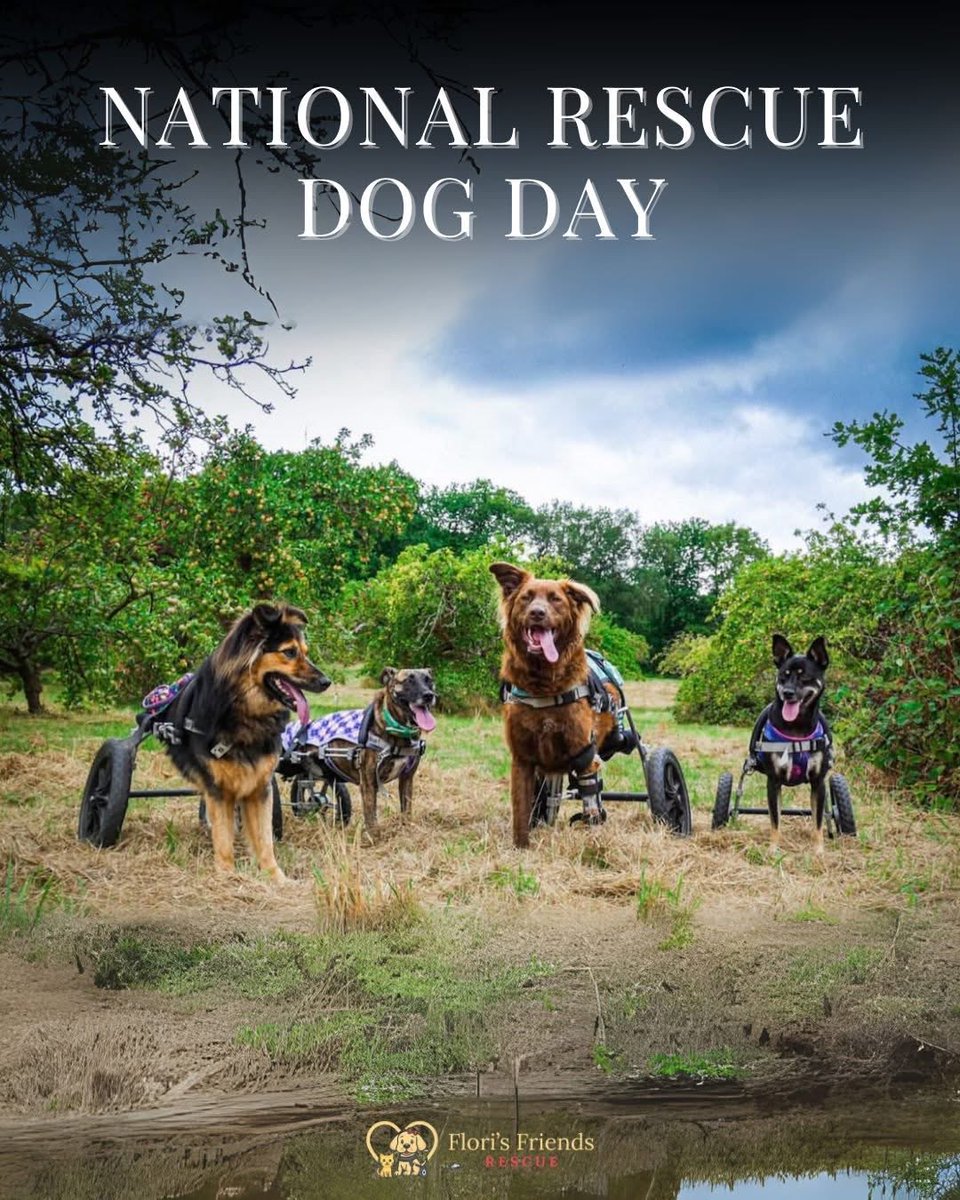 FlorisFriends's tweet photo. National Rescue Dog Day. To those who’ve adopted a shelter dog, you’ve changed a life, gained unconditional love. To every rescue dog who has brought joy, healing, hope into the lives of humans, you’re proof 2nd chances matter. #NationalRescueDogDay #AdoptDontShop https://t.co/XlJP0EIt7I
