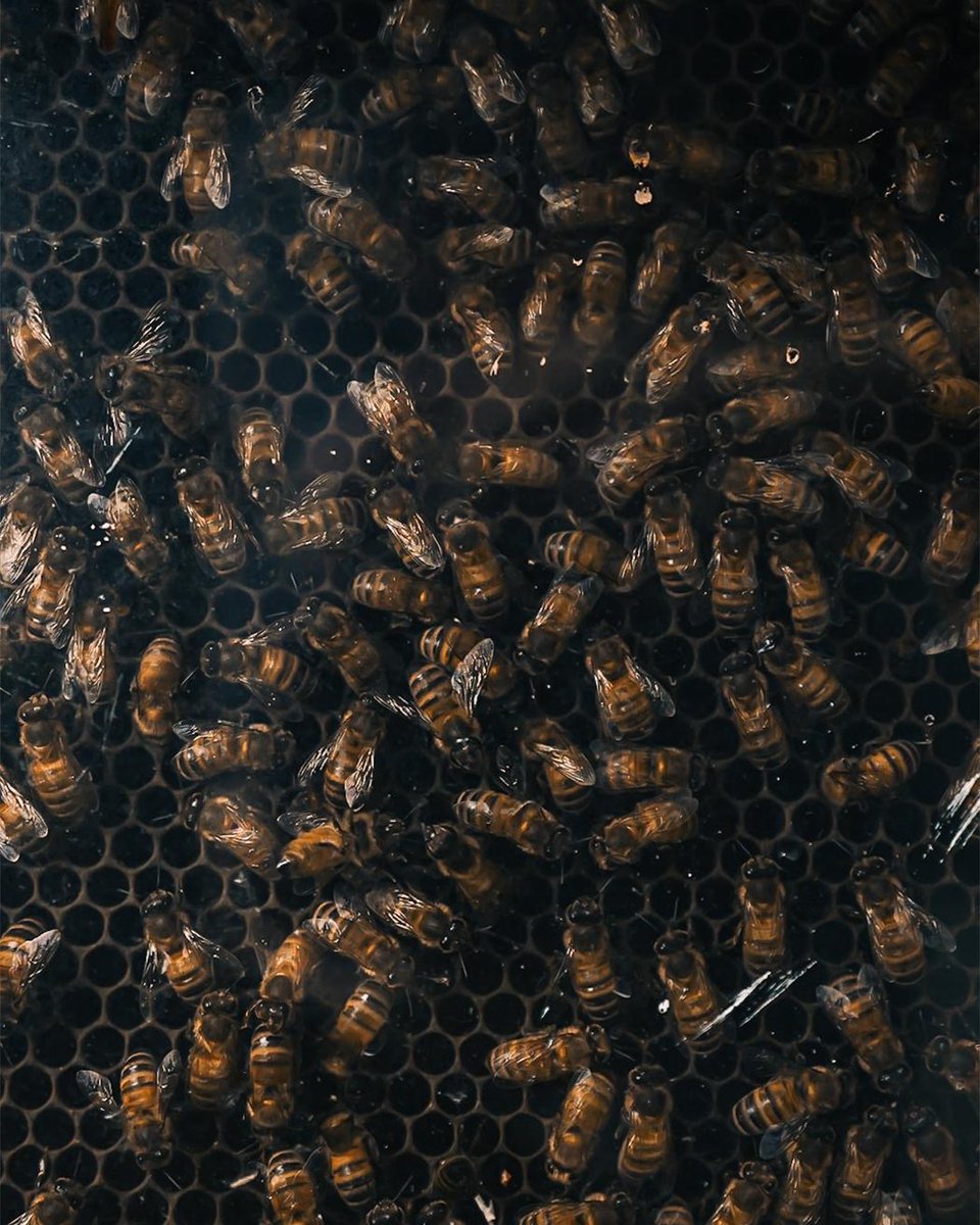 Lamborghini tweet media